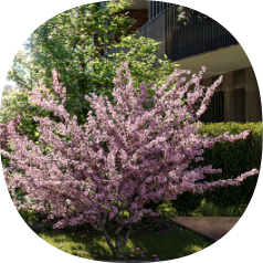 Vegetazione floreale, giardino interno, Nexity, Dodici O.